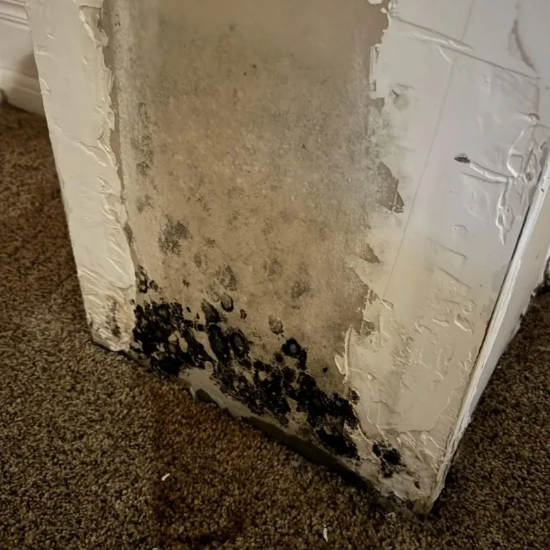 Professional Mold Removal in Eidson Road, TX
